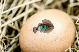 egg, eye, insight, emergence, hole, view, see, shell, breakthrough, birth, skin, breakthrough, breakthrough, breakthrough, breakthrough, breakthrough