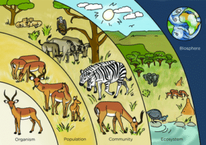 Biological Interactions