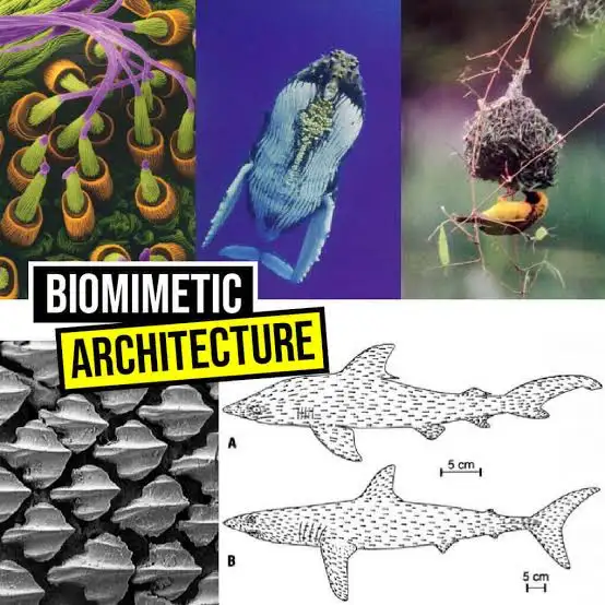 Biomimetic Models, Biomimicry, Bio-Inspired AI, Nature Inspired Technology, Artificial Intelligence, Robotics, Swarm Intelligence, Neural Networks, Sustainable Design, Future Technology